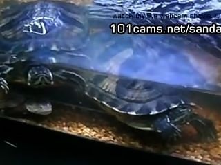 меня показывая мое домашнее животное черепахи голые вебкамер