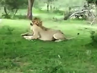 львица соблазнения лев